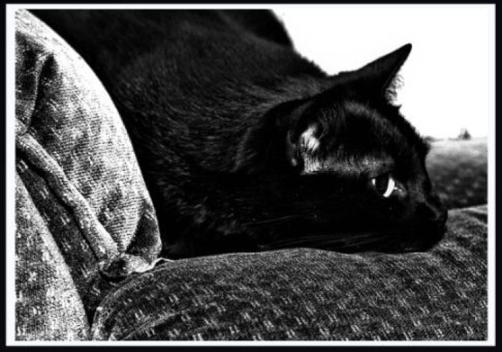 Picture of a cat / kitten / feline