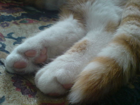 Picture of a cat / kitten / feline