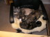 View full size picture