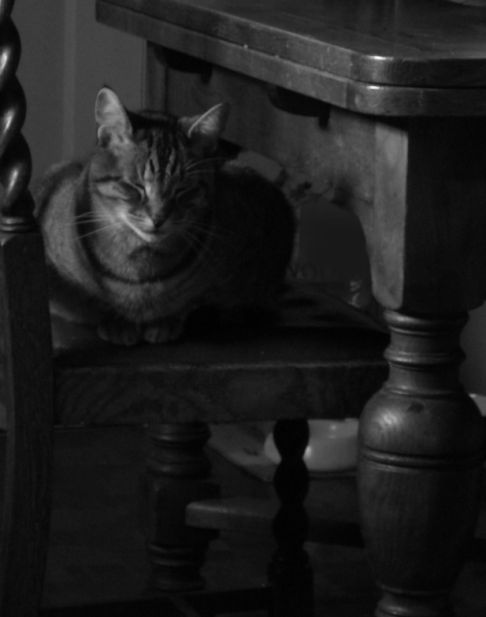 Picture of a cat / kitten / feline