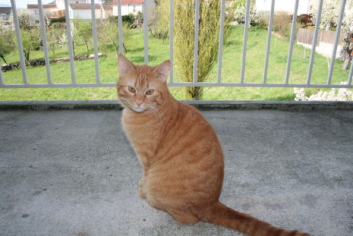Picture of a cat / kitten / feline