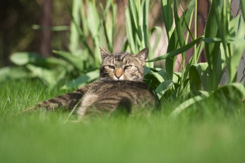 Picture of a cat / kitten / feline