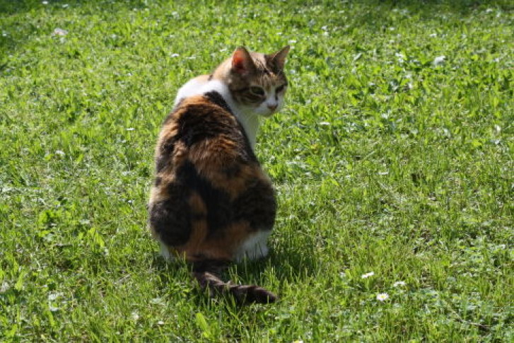 Picture of a cat / kitten / feline