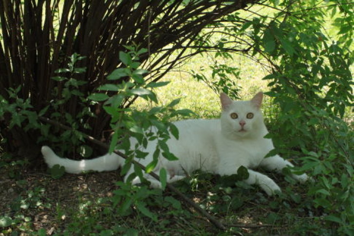 Picture of a cat / kitten / feline
