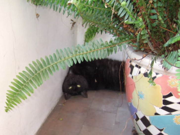 Picture of a cat / kitten / feline