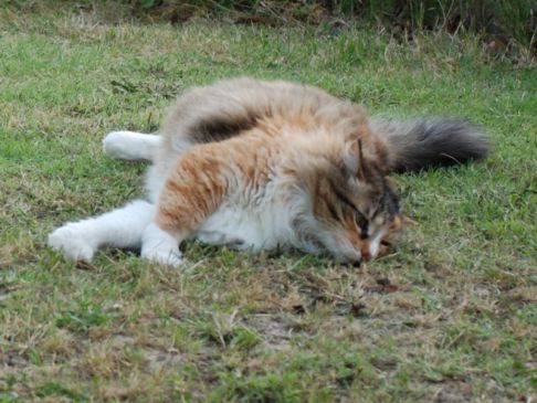 Picture of a cat / kitten / feline