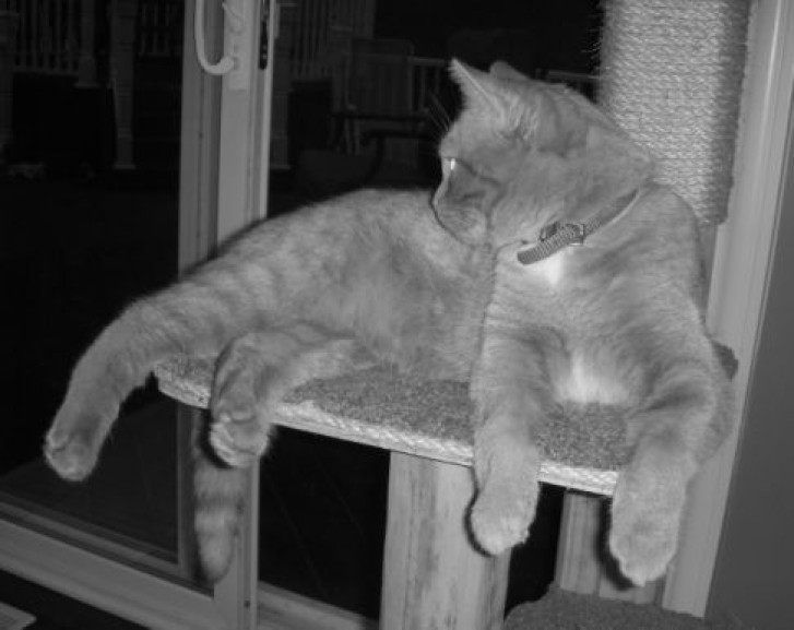 Picture of a cat / kitten / feline