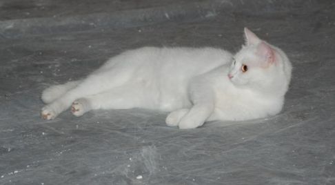 Picture of a cat / kitten / feline