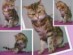 View Full Size - Picture of a cat