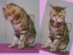 View Full Size - Picture of a cat