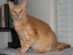 View Full Size - Picture of a cat