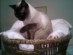 View Full Size - Picture of a cat