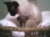 View Full Size - Picture of a cat
