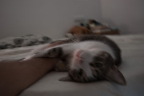 Picture of a cat / kitten / feline