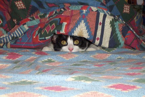 Picture of a cat / kitten / feline