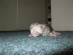 View Full Size - Picture of a cat