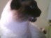 View Full Size - Picture of a cat