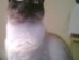 View full size - picture of a cat
