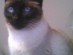 View full size - picture of a cat