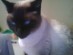 View full size - picture of a cat