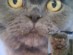 View full size - picture of a cat