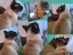 View full size - picture of a cat