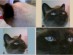 View full size - picture of a cat