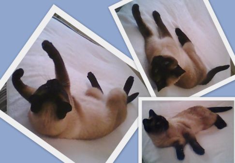 Picture of a cat / kitten / feline