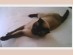 View full size - picture of a cat