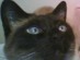 View full size - picture of a cat