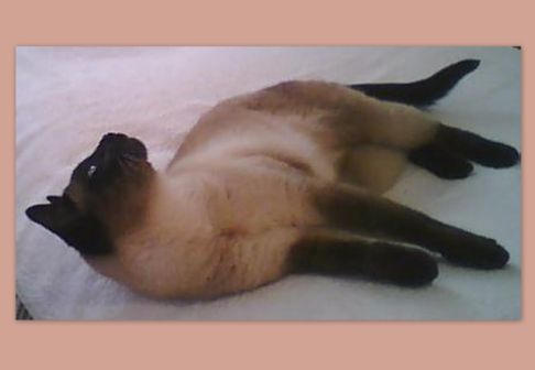 Picture of a cat / kitten / feline