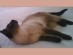 View full size - picture of a cat