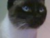 View Full Size - Picture of a cat
