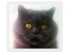 View Full Size - Picture of a cat
