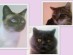 View Full Size - Picture of a cat