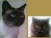 View Full Size - Picture of a cat