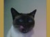 View Full Size - Picture of a cat