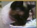 View Full Size - Picture of a cat