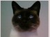 View Full Size - Picture of a cat