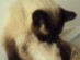 View Full Size - Picture of a cat