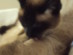 View Full Size - Picture of a cat