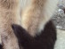 View Full Size - Picture of a cat