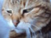 View Full Size - Picture of a cat