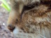 View Full Size - Picture of a cat