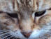 View Full Size - Picture of a cat
