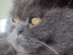 View Full Size - Picture of a cat