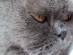View Full Size - Picture of a cat
