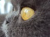 View Full Size - Picture of a cat