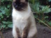 View Full Size - Picture of a cat