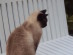 View Full Size - Picture of a cat